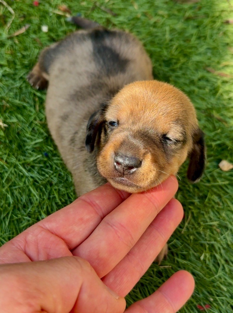 Des Pépites De La Bergerie - Chiots disponibles - Teckel poil ras