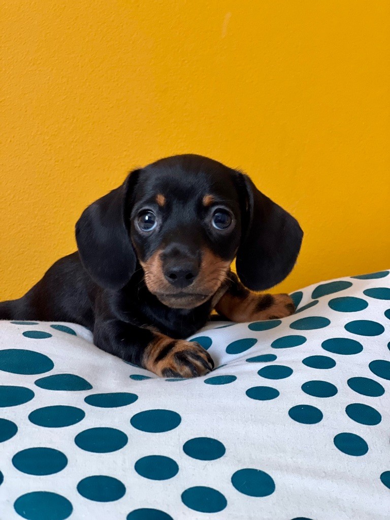 Des Pépites De La Bergerie - Chiots disponibles - Teckel poil ras