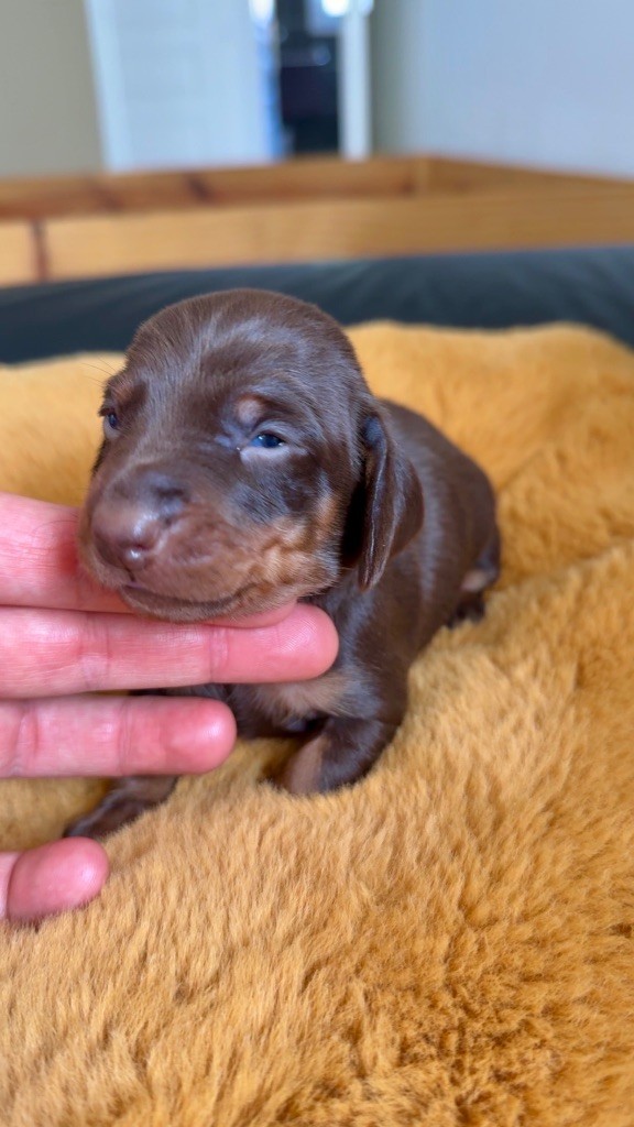 Des Pépites De La Bergerie - Chiots disponibles - Teckel poil ras