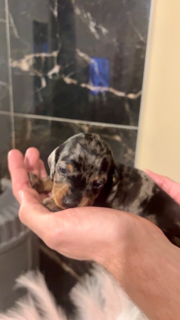 Des Pépites De La Bergerie - Chiots disponibles - Teckel poil ras