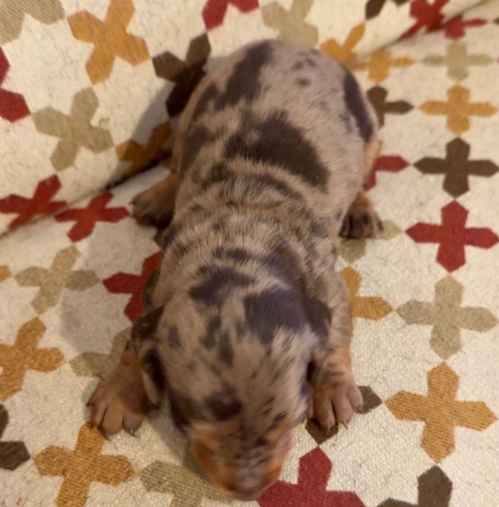 Des Pépites De La Bergerie - Chiots disponibles - Teckel poil ras