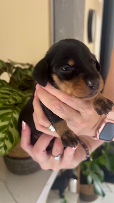 CHIOT 2