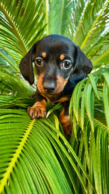 CHIOT 2