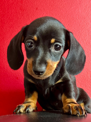 CHIOT 3