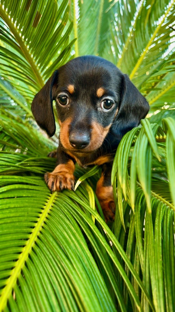 Des Pépites De La Bergerie - Chiots disponibles - Teckel poil ras