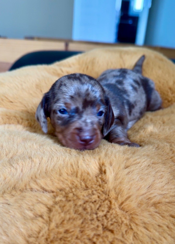 Des Pépites De La Bergerie - Chiots disponibles - Teckel poil ras