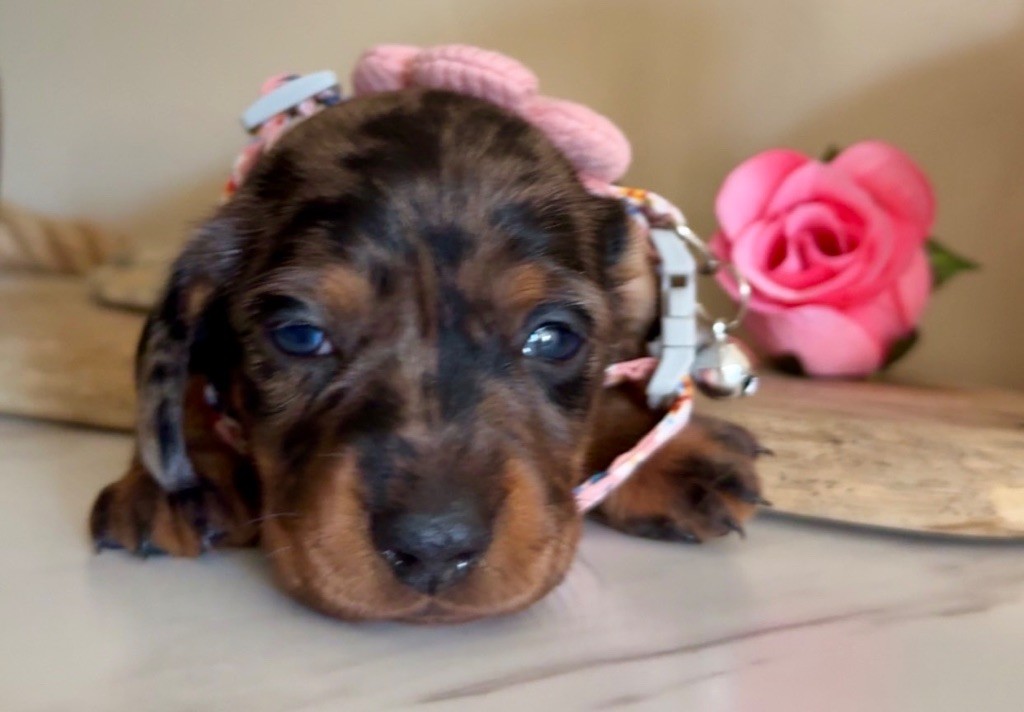 Des Pépites De La Bergerie - Chiots disponibles - Teckel poil ras