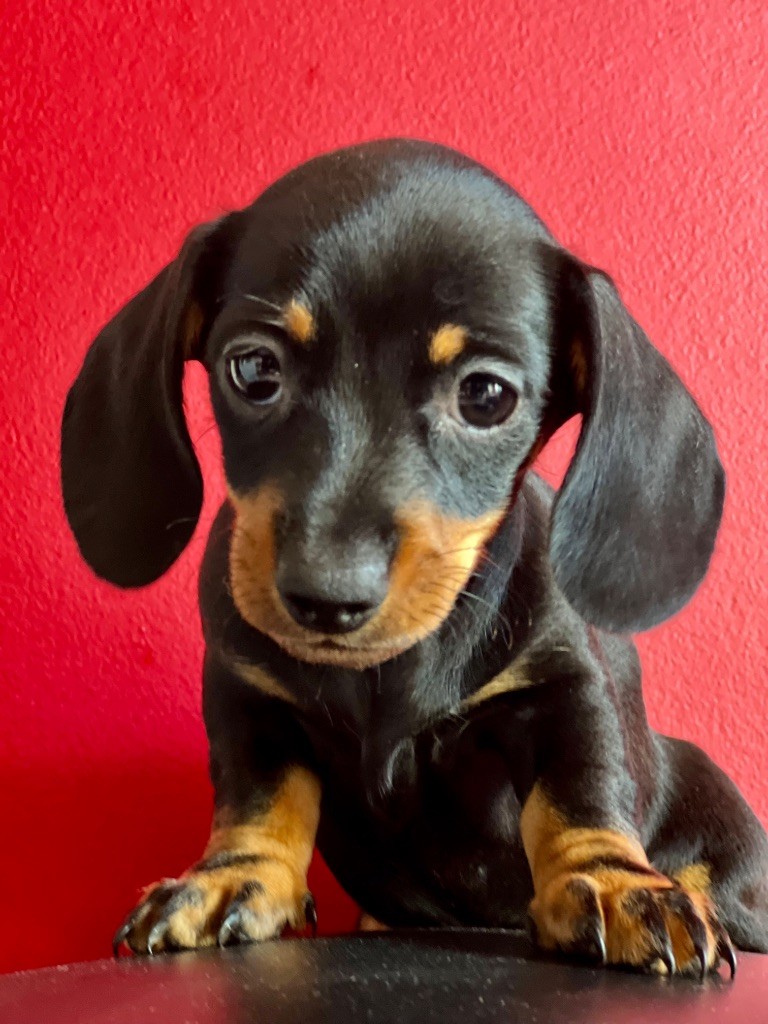 Des Pépites De La Bergerie - Chiots disponibles - Teckel poil ras