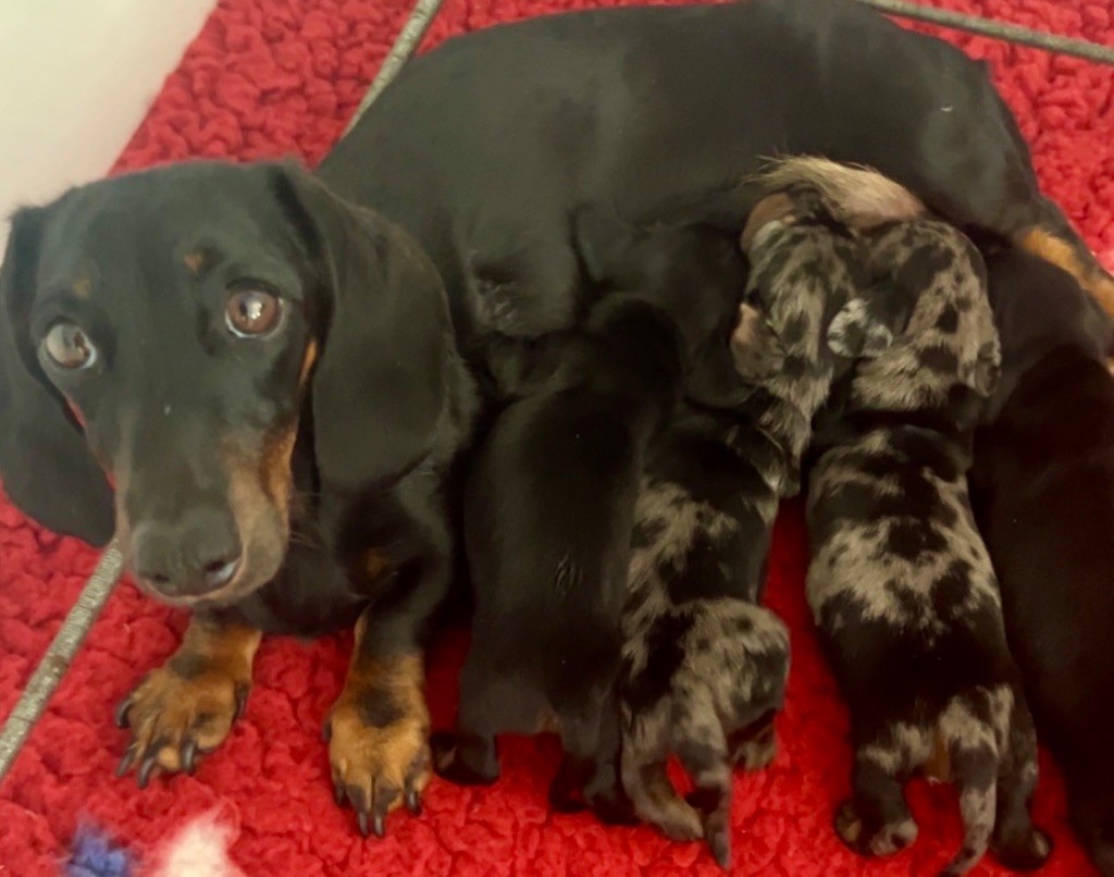 Chiot Teckel poil ras Des Pépites De La Bergerie