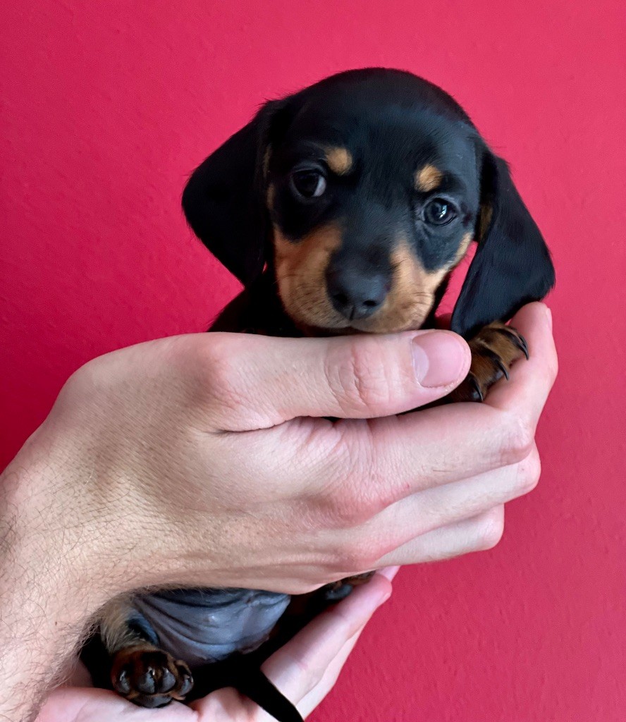 Des Pépites De La Bergerie - Chiots disponibles - Teckel poil ras