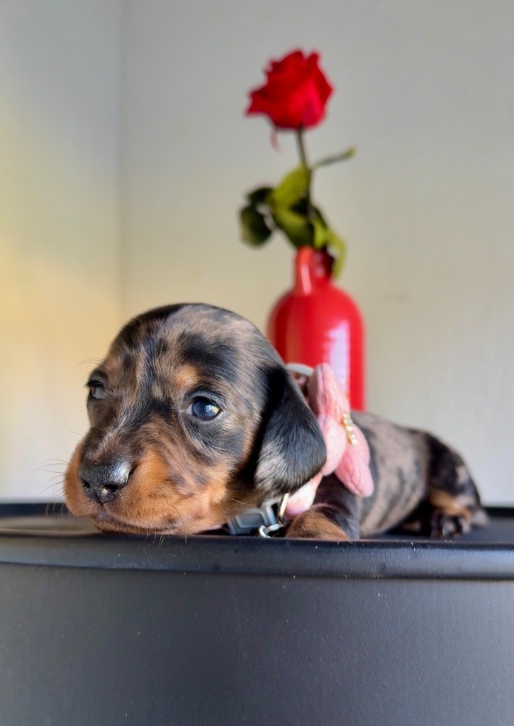 Des Pépites De La Bergerie - Chiots disponibles - Teckel poil ras