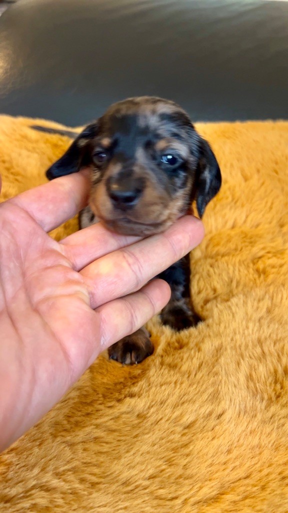 Des Pépites De La Bergerie - Chiots disponibles - Teckel poil ras