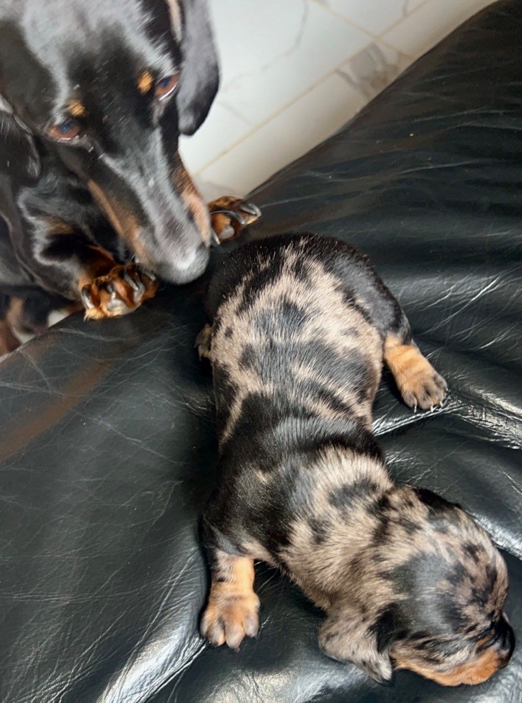 Des Pépites De La Bergerie - Chiots disponibles - Teckel poil ras