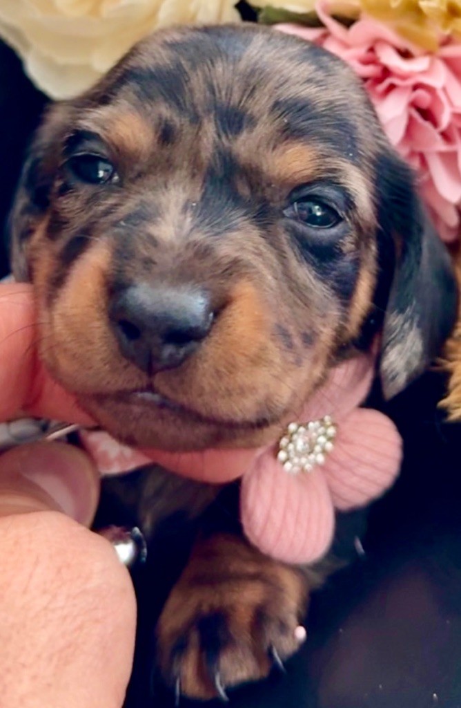 Des Pépites De La Bergerie - Chiots disponibles - Teckel poil ras