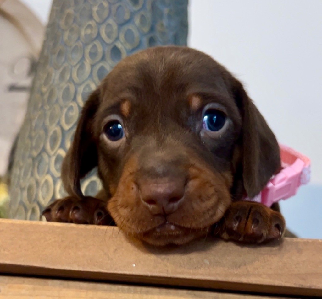 Des Pépites De La Bergerie - Chiots disponibles - Teckel poil ras