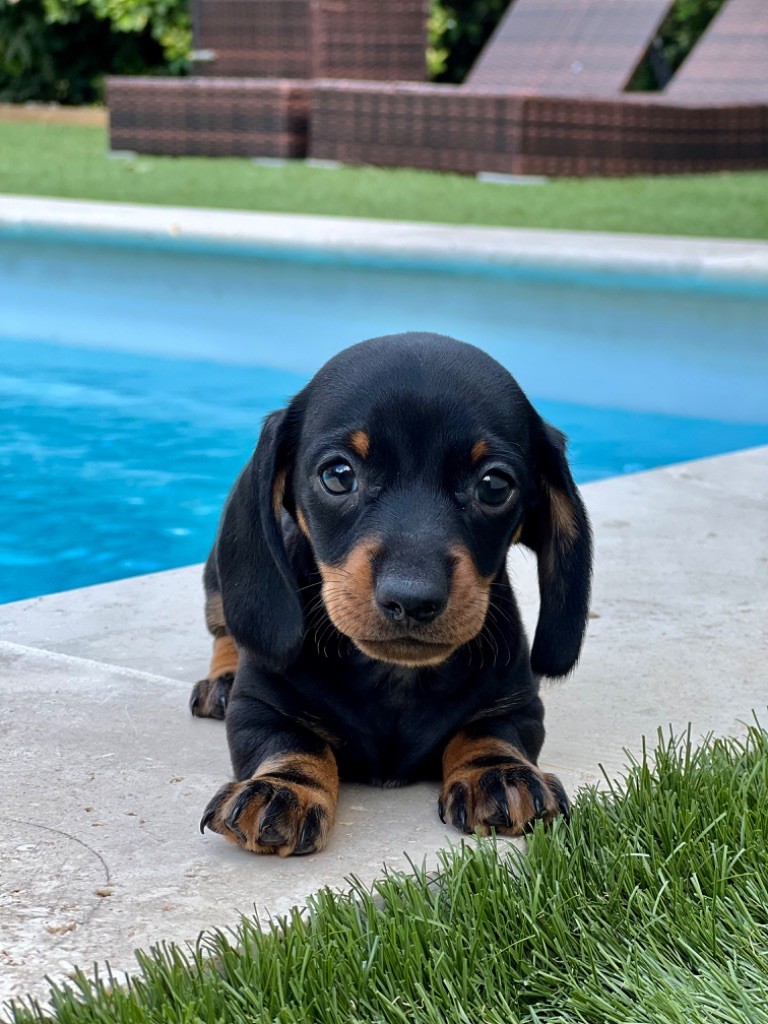 Accueil - Elevage Des Pépites De La Bergerie - eleveur de chiens Teckel ...